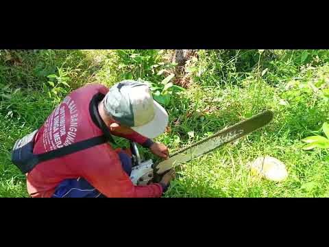 three coconut trees must be cut down disturbing residents, stihl 070, senso