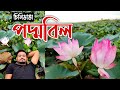 পদ্মবিল। Poddo Bil। চিনিডাঙা পদ্মবিল। বড়াইগ্রাম, নাটোর। Chinidanga Poddo Bil, Natore। Bongo Traveler