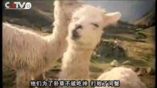 The famous "Grass Mud Horse" children's chorus video. 草泥马之歌 童声唱