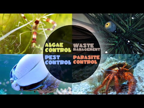 How To Choose The Right Cleanup Crew For Your Saltwater Tank | Algae Waste Pest & Parasite Control