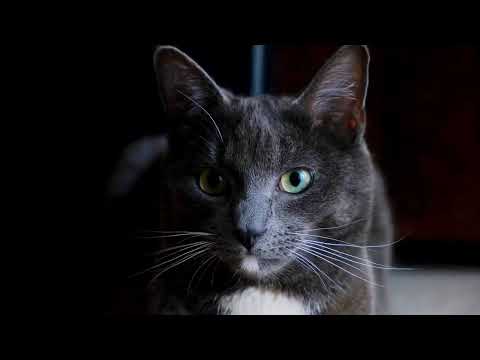 funny cat videos Antu 2.0 Arko