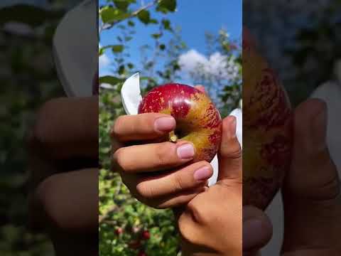 Fruit cutting hacks/ fruits#cutting/hacks#subscribe #😍😍# viral vedio