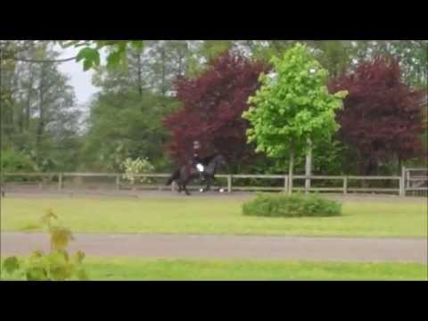 Kronshof 2013 - Fláki frá Blesastöðum - F2 - isibless