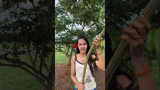 Qual é sua fruta preferida #dianaroça #vidanaroça