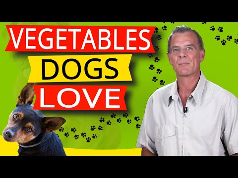 16 Vegetables Dogs Like To Eat (And 9 Reasons Why)