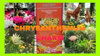 Chrysanthemum Charm at flowerdome Singapore #flowerdome #singapore #chrysanthemum #flowers