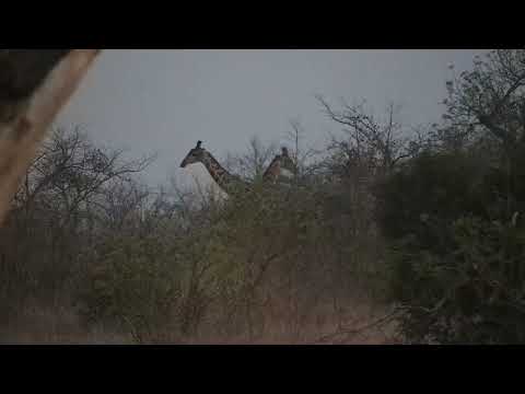 Djuma: Giraffes feeding in treeline in the distance - 18:11 - 10/02/21