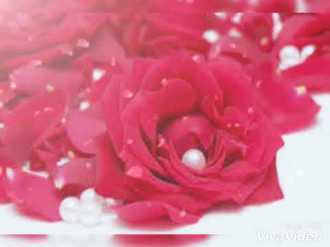 JS Bobo - Sarnai tsetseg