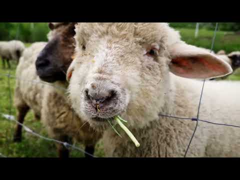 Interesting Facts About the Sheep / Sheep Documentary