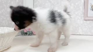 パピヨンの動画01