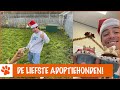 Kerstmuffins bakken voor de asieldieren! | DierenpraatTV