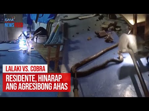 Lalaki vs. Cobra. Residente, hinarap ang agresibong ahas GMA Integrated Newsfeed