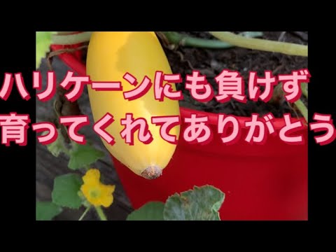 , title : '【黄色いズッキーニ#6】'