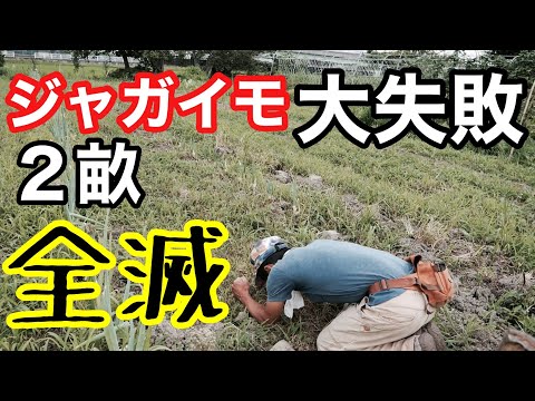 ジャガイモの肥料は何ですか