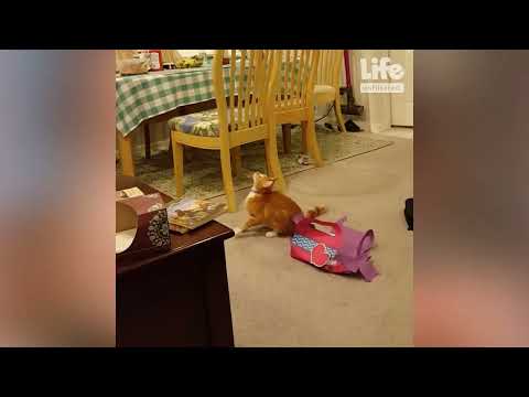 Try Not To Laugh Cat : 1 Hour of the Funniest Cats and Dogs Videos | Funny Animal Videos #1