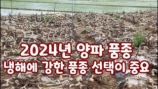 2023년 중만생종 냉해로 잎마름병 노균병 심각!! 2024년 품종의 선택 과연 무엇이 …