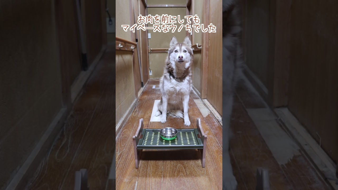 大型犬が3頭いる廊下で、徒競走やってみたら…#shorts