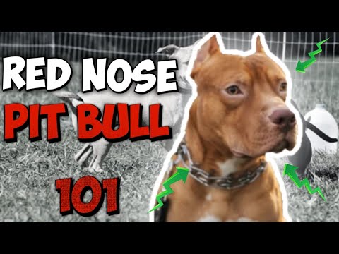 , title : 'How to know if you have a REAL Red Nose Pit bull!'