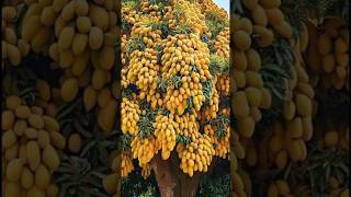 Download lagu cara mencangkok pohon mangga,#menanam #buah #pohon #mencangkok mp3