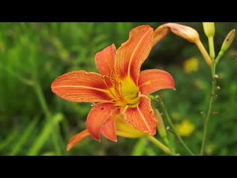 Lirios, Lilium, Azucenas… La flor de Lis.