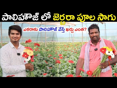 పాలిహౌజ్ లో జెర్బరా పూల సాగు | Gerbera Flower Farming In Polyhouse | Shiva Agri Clinic