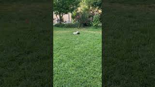 Video preview image #1 Labrador Retriever-Unknown Mix Puppy For Sale in MIDWAY, UT, USA