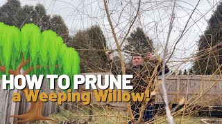 How to Prune your Willow Trees for a BEAUTIFUL and HEALTHY Tree!