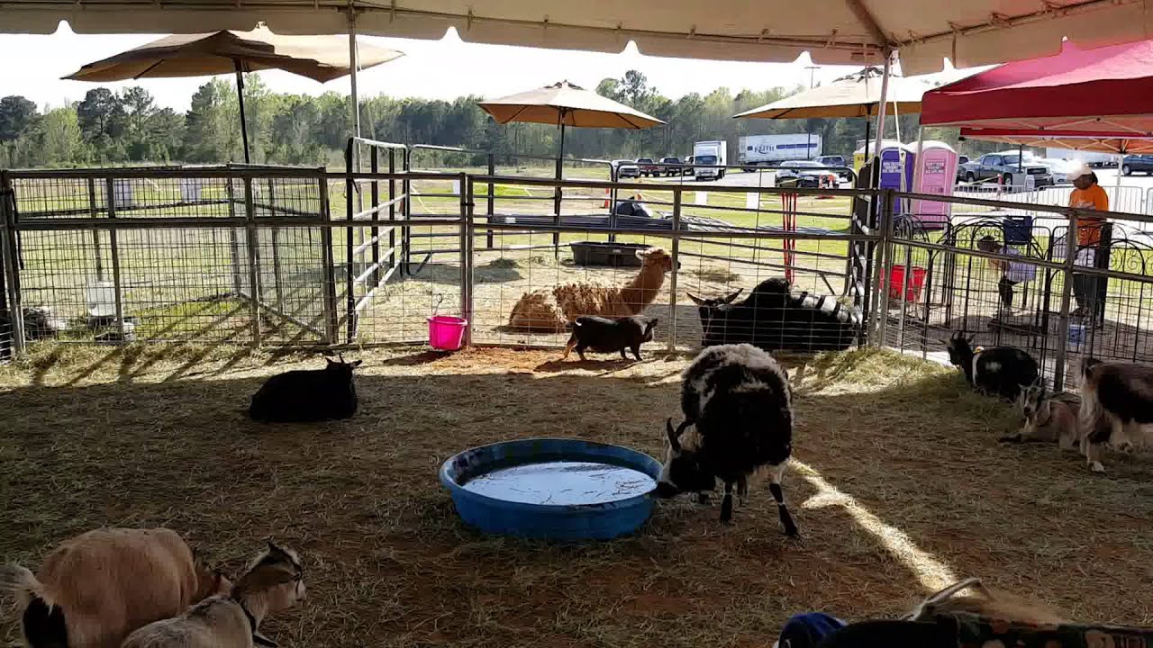 Horse Sale In Levelland Texas at Juan OConnor blog