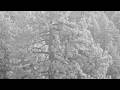 Big Bear Valley Roost Tree, evening of August 3, 2026 @FOBBVCAM