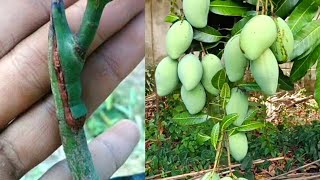 Grafting fruit tree for beginner