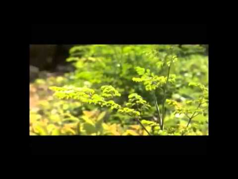 Moringa - The Miracle Tree