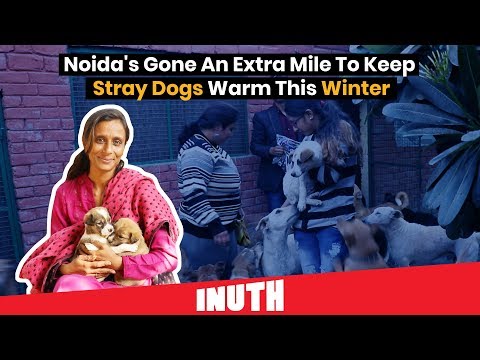 Dog Shelter | Noida's Gone An Extra Mile To Keep Stray Dogs Warm This Winter Video