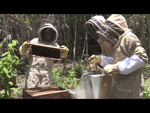 Honey heals wounds of war in Colombian village | AFP