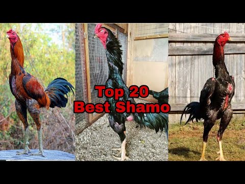 , title : 'Top 20 | Best Shamo'