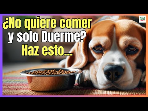 🔴 WHY DOESN'T MY DOG WANT TO EAT AND ONLY WANTS TO SLEEP? 🔴