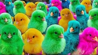 World Cute Chickens, Colorful Chickens, Rainbows Chickens, Cute Ducks, Cat, Rabbits,Cute Animals🐤🐟🦢