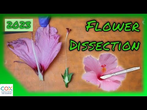 image-What is the inside of flower called?