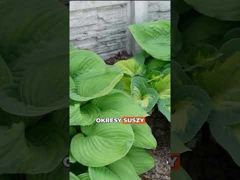 Hosta – royal foliage in the shade! 👑🌿 A plant that creates atmosphere throughout the entire flow...