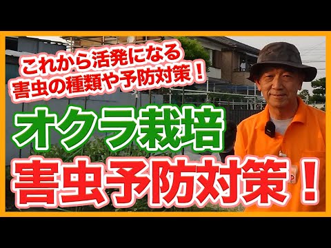 桜:最も重要な病気と害虫 トピックス