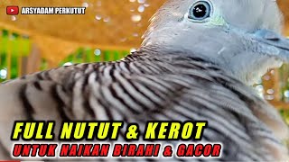 Download lagu Suara perkutut lokal Full Nutut dan Kerot untuk Naikan Birahi. mp3 Download lagu Suara perkutut lokal Full Nutut dan Kerot untuk Naikan Birahi. mp3