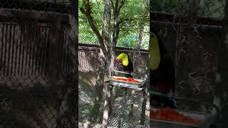 Download lagu 🇨🇴 Travelogue- graceful toucan #colombia #cartagena #bird #toucan #coloful mp3