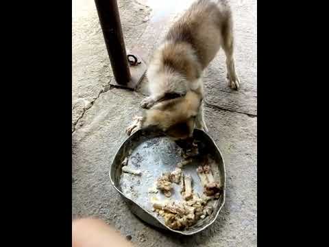 Агресивно куче при хранене