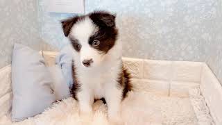 ボーダーコリーの動画01