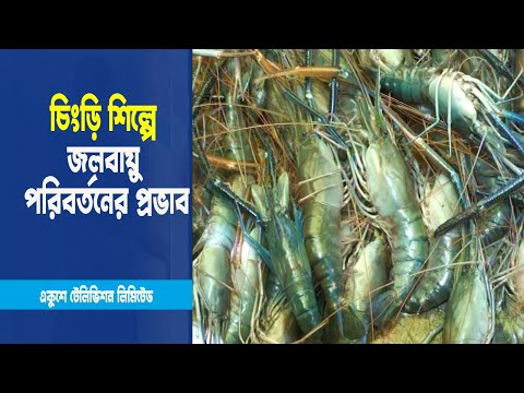 চিংড়ি রপ্তানিতে আসতে পারে বিলিয়ন ডলার
