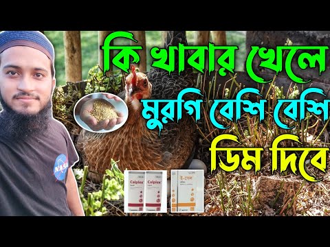 Chickens will lay more eggs, feed them🔥| Desi Chicken Farming Method | What To Feed Chicken More ...