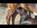 New Female Goat Born On Jan 20 15 Days Growth Update Khaki Farm