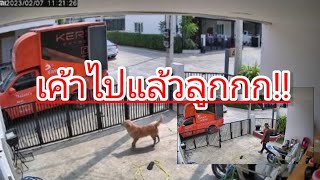 เลี้ยงโกลเด้นไว้เฝ้าบ้านแล้วสิ่งที่ได้คือ!!