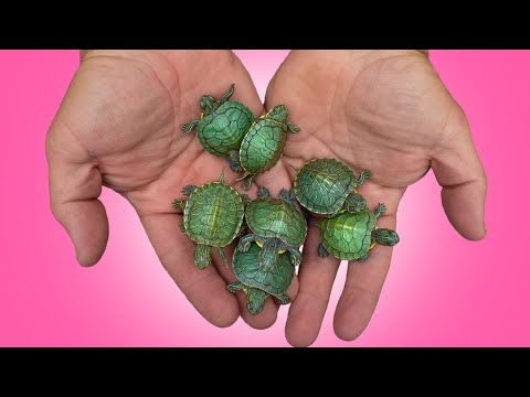 Baby Turtle Rescue! Street Vendor Busted!