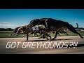 Greyhounds: Ex Racers vs Show Greyhounds