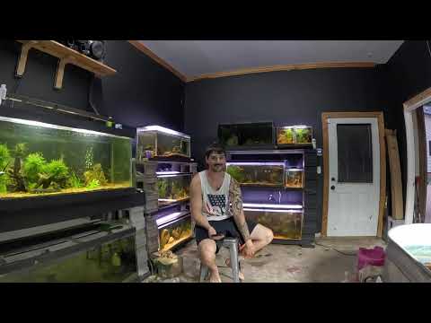 First Fish-room Live! Answering Questions and Cleaning Tanks